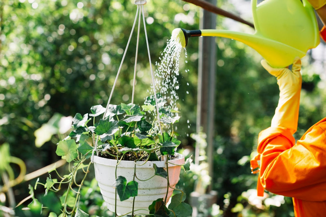 Non Toxic Hanging Plants